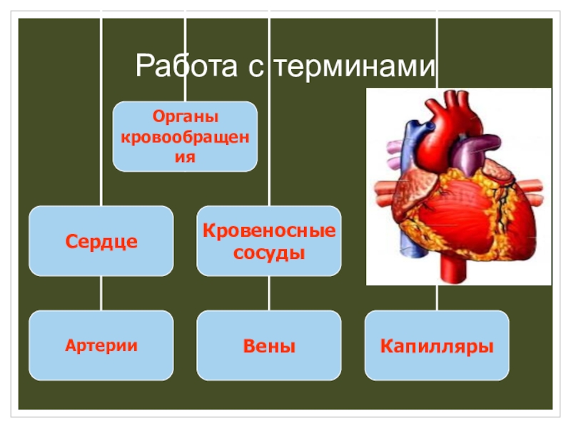 Проекты по биологии 8 класс интересные