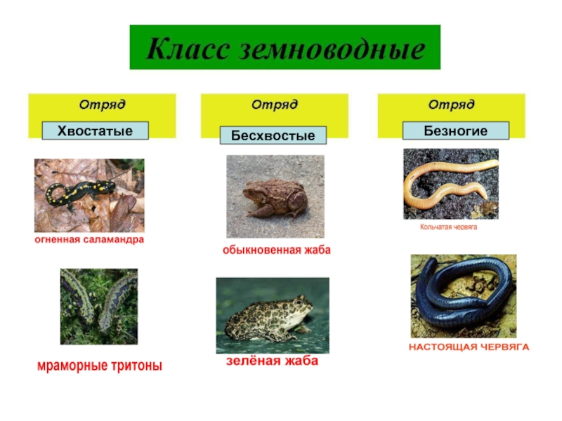 1 отряды класса земноводные