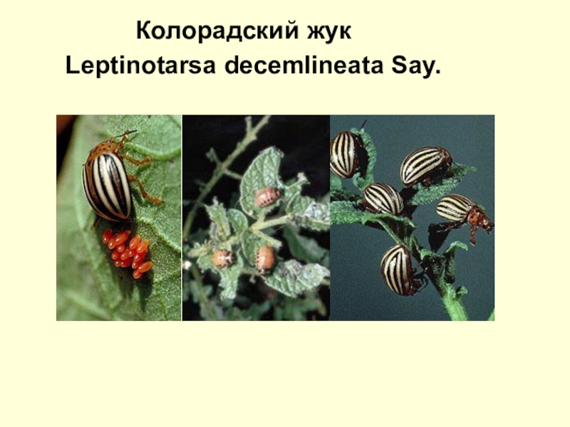 Как размножается колорадский жук. Колорадский Жук. Leptinotarsa decemlineata say. Размножение колорадского жука. Как выглядит колорадский Жук.