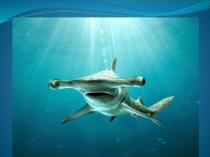 Хрящевые рыбы. Акулы.