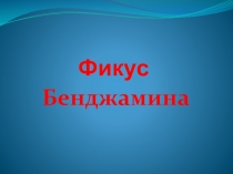 Презентация к уроку окружающего мира Фикус Бенджимина