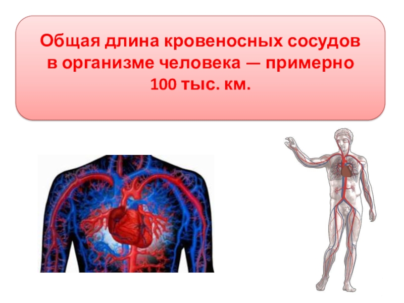 Длина кровеносных сосудов. Общая протяженность кровеносных сосудов. Общая длина кровеносных сосудов в организме человека. Длина кровеносной системы. Общая длина кровеносных сосудов в организме человека примерно.