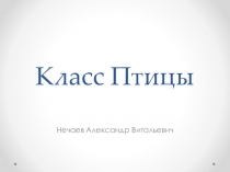 Презентация по теме Птицы