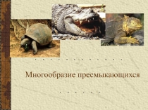 Урок биологии с презентацией Рептилии