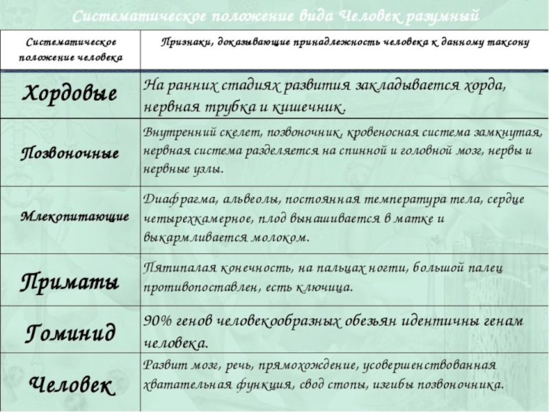 Положение человека в природе. Систематическое положение человекк. Систематическое полоденин человек. Систематическое положение человека таблица. Таблица по биологии 8 класс систематическое положение человека.