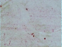 Презентация по биологии 5 класс Бактерии