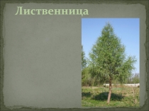 Презентация к уроку биологии по теме Многообразие голосеменных