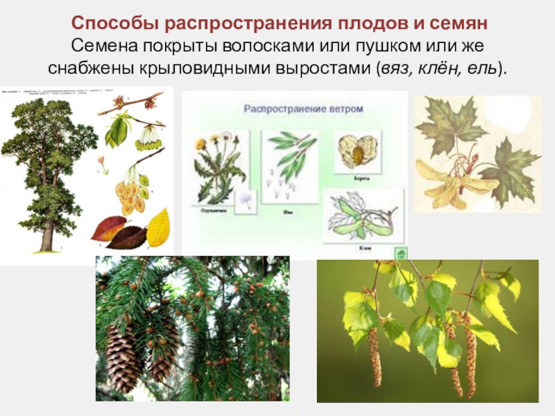 Способ распространения плодов