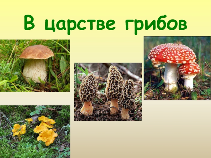 Грибы 3 класс окружающий мир. Царство грибов 3 класс. Окружающий мир в царстве грибов. Окружающий мир в карстве грибок. Окружающий мир тема грибы.