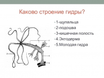 Презентация по биологии Плоские черви