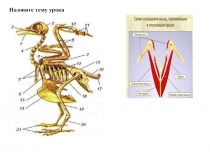 Презентация по биологии на тему Опорно - двигательная система птиц