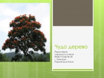 Презентация по окружающему миру Чудо дерево ( 4 класс )