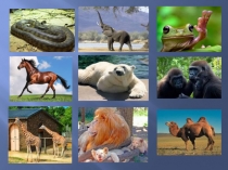 Презентация по английскому языку на тему London Zoo (6 класс)