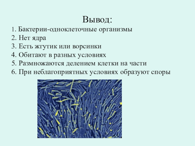 Жизнедеятельность клеток бактерий. Биология 5 класс микроорганизмы бактерии. Вывод о бактериях. Презентация бактерии 5 класс. Вывод на тему бактерии.