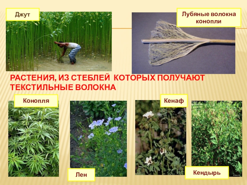 Строение волокна льна. Лубяные растения. Растение из стебля которого получают волокно. Растение из стебля которого получают волокно. Льяноеволокно получают из?.