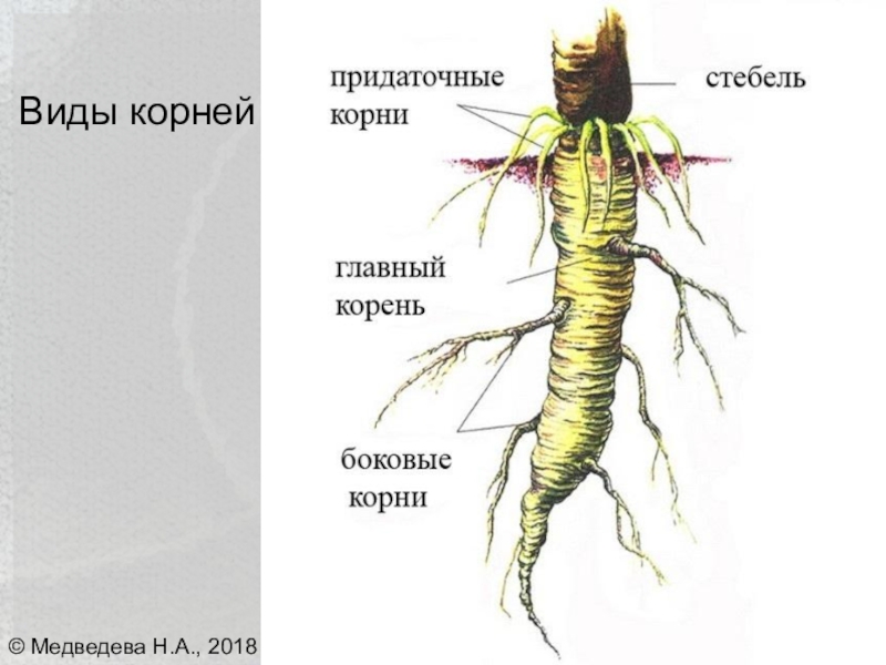 Каким номером на рисунке обозначен боковой корень