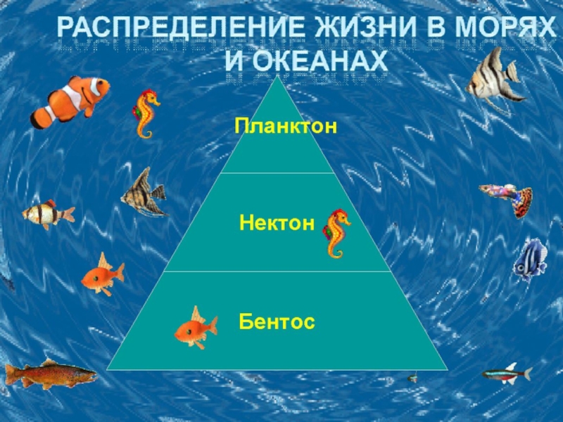 Нектон планктон бентос картинки