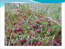 Презентация к интегрированному уроку Кладовая солнца (5 класс)