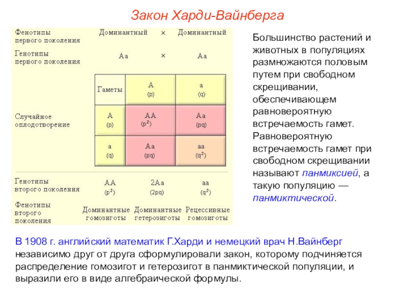 Закон харди вайнберга презентация