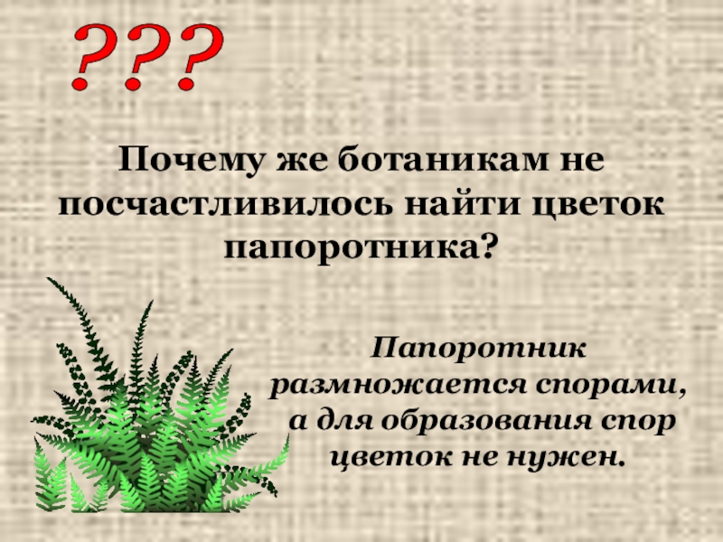 Папоротники размножаются спорами. Папоротники размножаются. Растения которые размножаются спорами. Образование спор у папоротника. Признаки папоротниковидных.