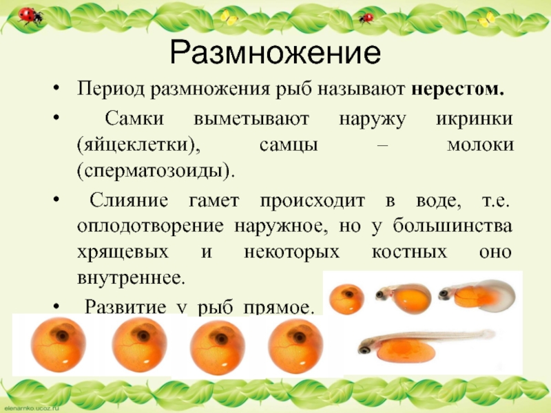 РазмножениеПериод размножения рыб называют нерестом. Самки выметывают наружу икринки (яйцеклетки), самцы – молоки (сперматозоиды). Слияние гамет происходит