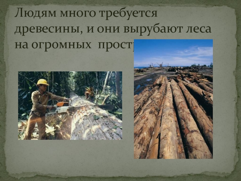 Людям много требуется древесины, и они вырубают леса на огромных пространствах.