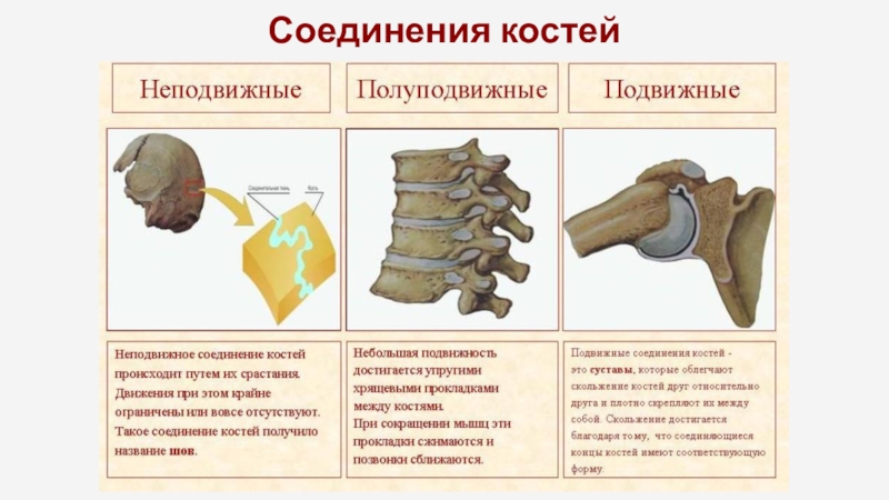 Неподвижные полуподвижные и подвижные соединения костей