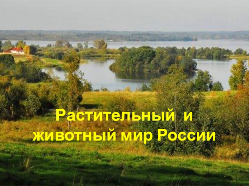 Презентация Презентация по географии на тему Растительный и животный мир России