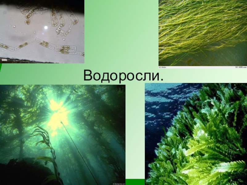 Три организма водоросли