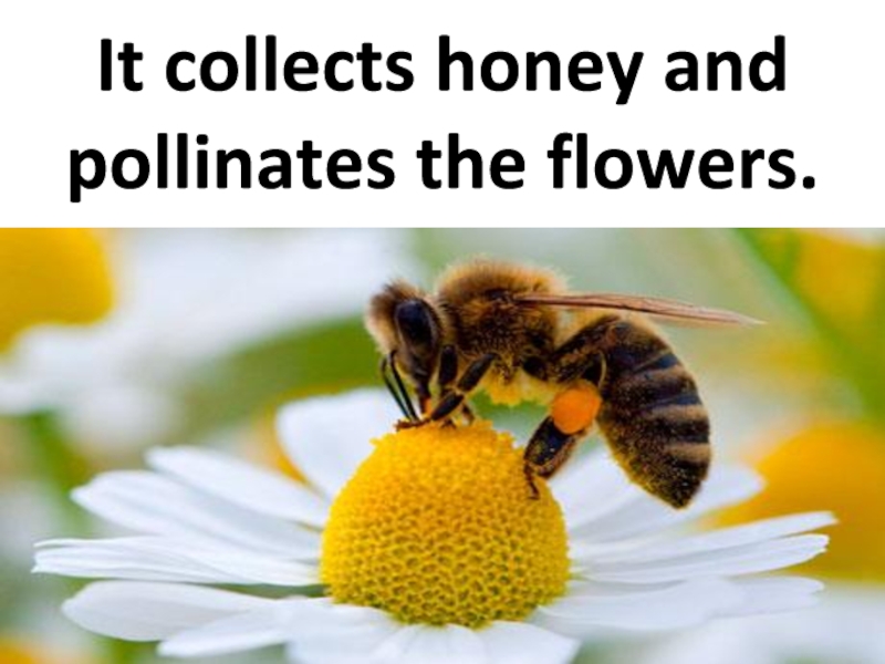 It collects honey and pollinates the flowers.
