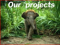 Презентация по английскому языку на тему Our projects (6 класс)