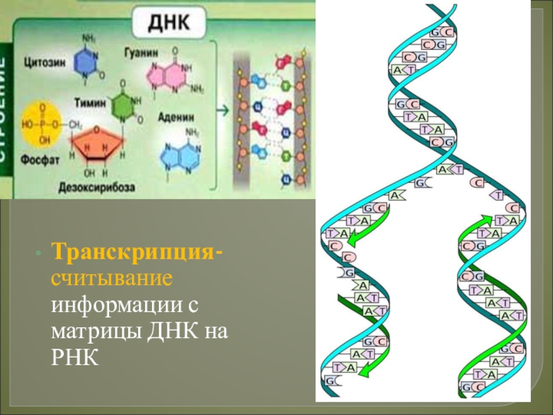 Матрица днк