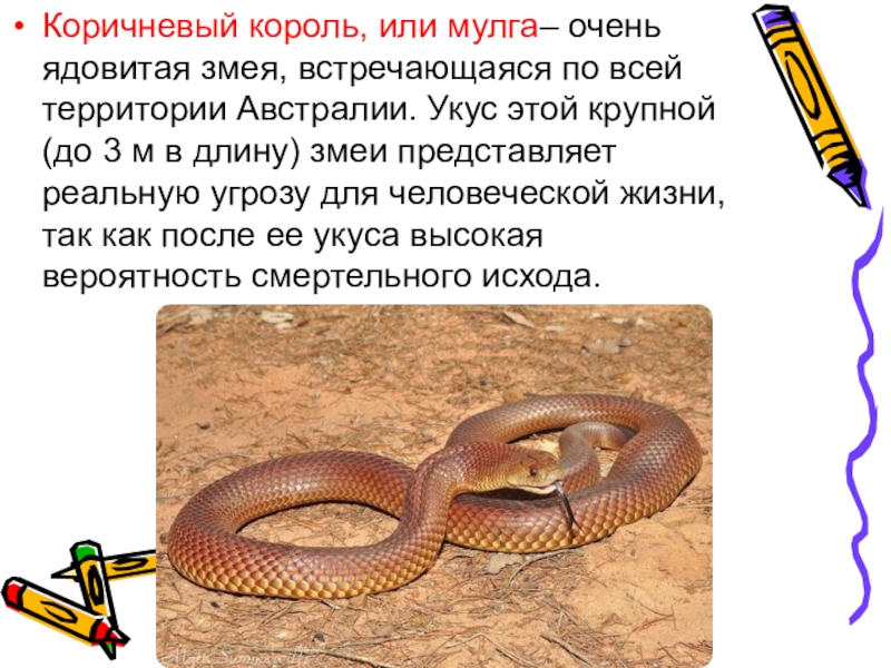 Чем ящерицы отличаются от змей. Мулга змея. Змея ядовитая мулга. Мулга коричневый Король. Королевская коричневая змея.