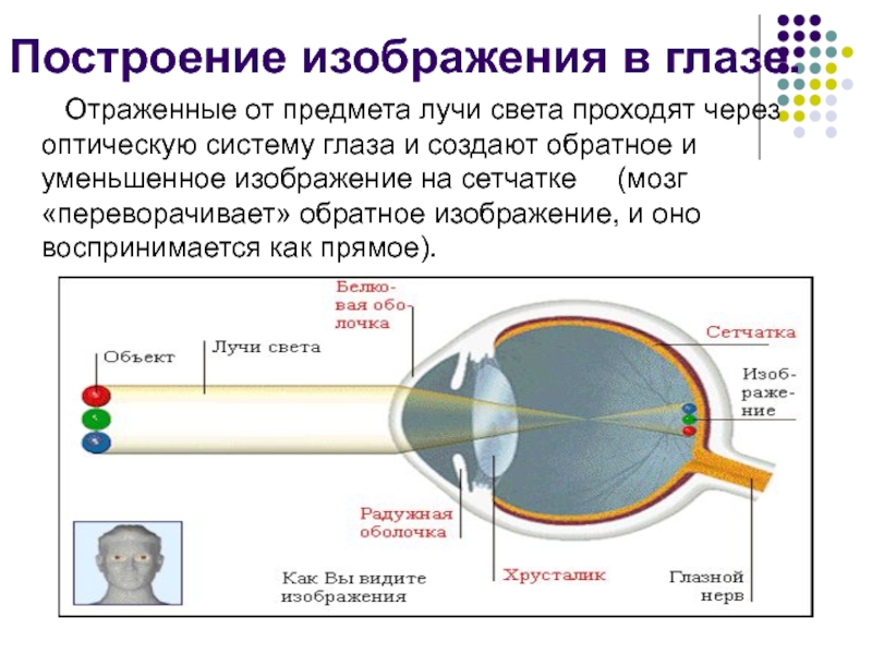Почему видит глаз. Схема оптической системы глаза. Построение изображения в глазу. Построение изображения на сетчатке глаза. Оптическое строение глаза.