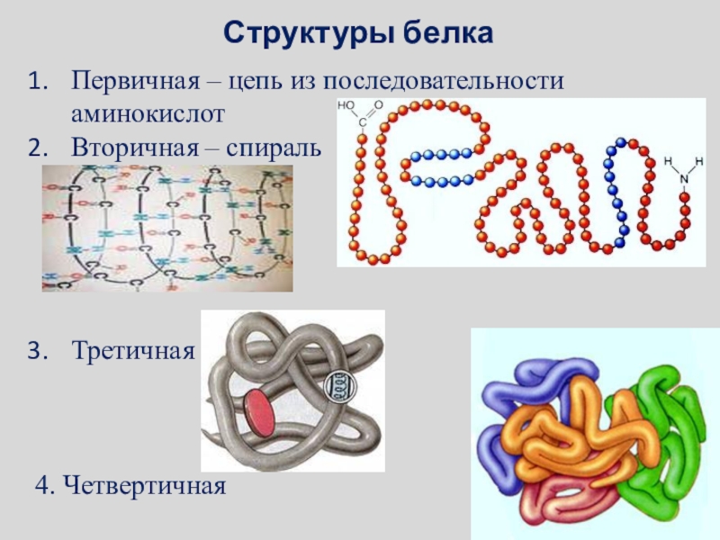 Презентация структура белков