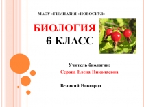 Презентация по биологии Лабораторная работа по теме  Растительные клетки плода мякоти шиповника