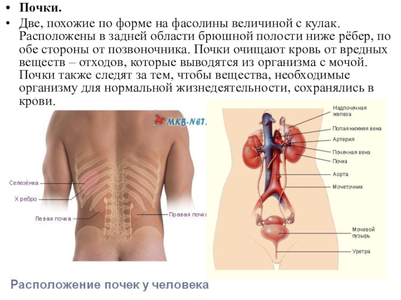 Местоположение почек в организме. Анатомия расположение почек в организме человека. Строение человека внутренние органы почки. Внутренние органы человека схема почки. Анатомия человека где находятся почки.