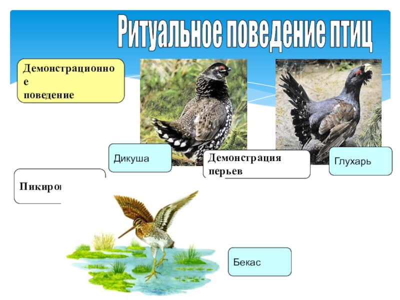 Презентация размножение птиц 7 класс биология