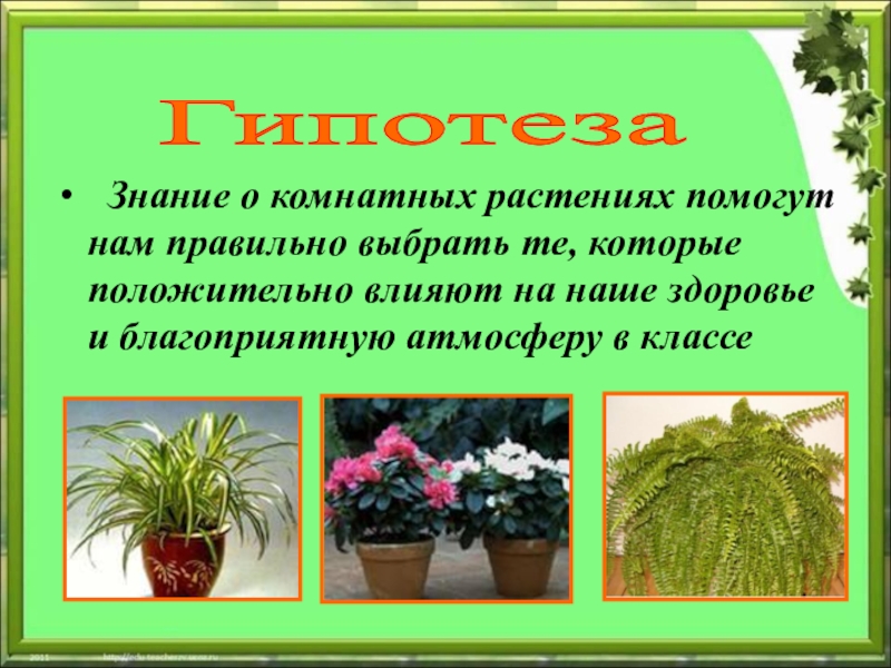 Какое растение помогло. Комнатные растения. Комнатные растения нашего класса. Комнатные растения нашего класса название растения. Комнатные комнатные растения у нашего класса.