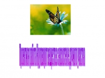 Презентация проектной работы по теме Круговорот веществ в экосистеме дачного участка