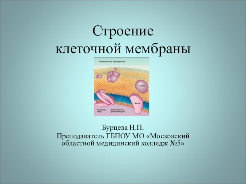 Презентация по биологии Строение клеточной оболочки