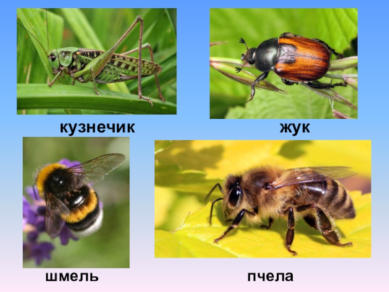 кузнечик