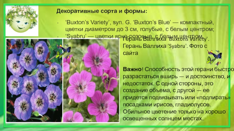 Декоративные сорта и формы:‘Buxton’s Variety’, syn. G. ‘Buxton’s Blue’ — компактный, цветки диаметром до 3 см, голубые,