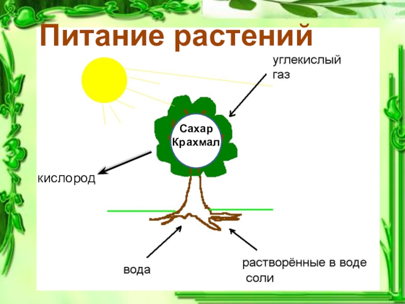 Дыхание и питание растений 3 класс окружающий мир схема