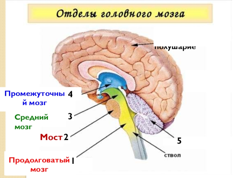 Мозг человека строение и функции картинки