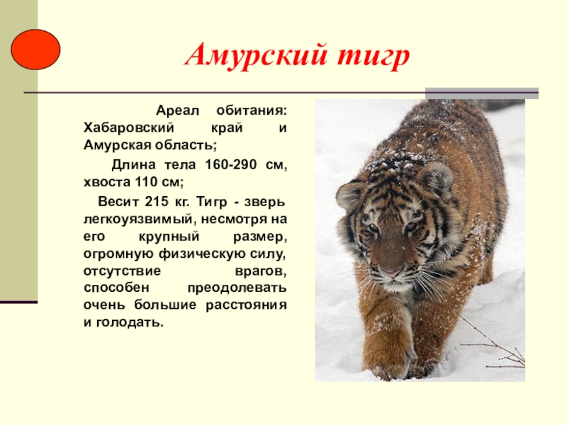 Какого зверя считали хозяином тайги народы приамурья. Амурский тигр ареал. Амурский тигр обитает. Животных Приамурья из красной книги. Где обитает Амурский тигр.