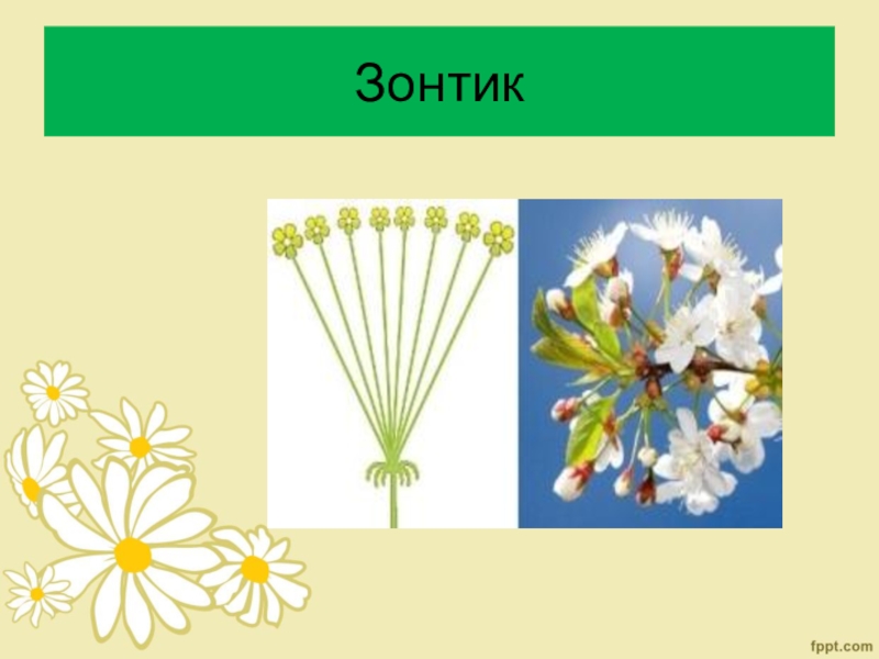 Тест по теме соцветие биология 6 класс. Соцветия 6 класс биология. Соцветие зонтик. Растения с соцветием зонтик. Тип соцветия клена.