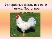 Презентация по изобразительному искусству на тему: Интересные факты из жизни петуха. Поэтапное рисование.