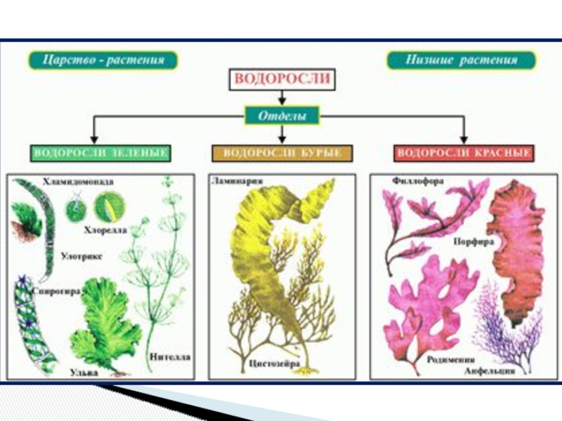 Водоросли многоклеточные рисунок