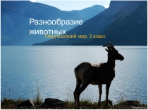 Презентация по окружающему миру на тему Разнообразие животных (3 класс)